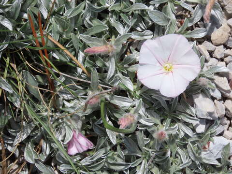 Image of Convolvulus boissieri subsp. boissieri