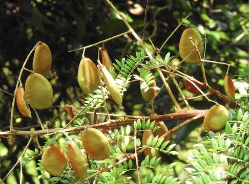 Imagem de Caesalpinia vernalis Benth.