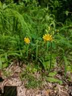 Image of Crepis praemorsa (L.) Tausch