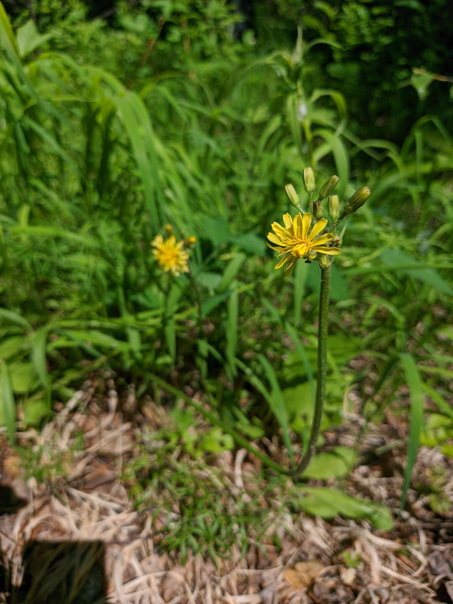 Image of Crepis praemorsa (L.) Tausch