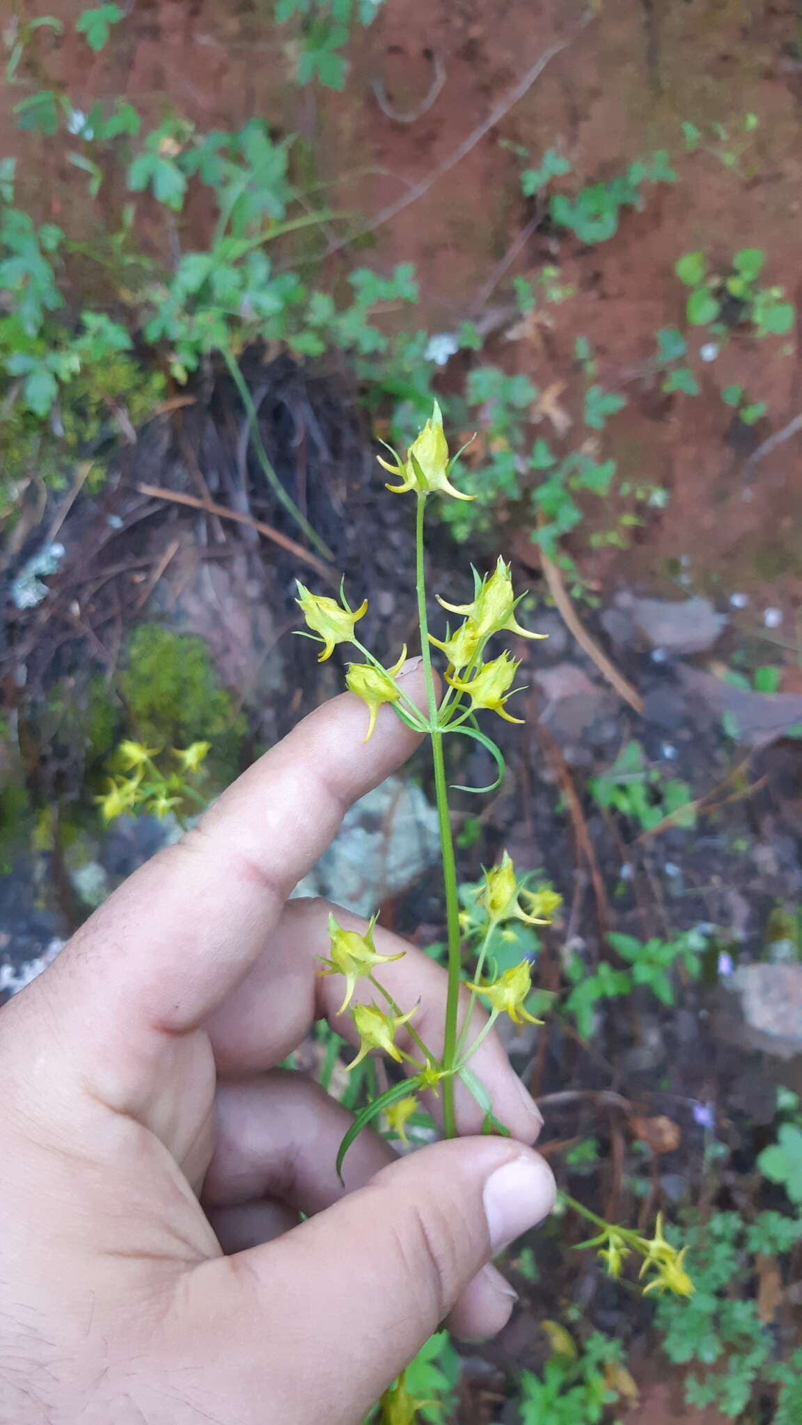 Image of Mt. Graham Spurred-Gentian