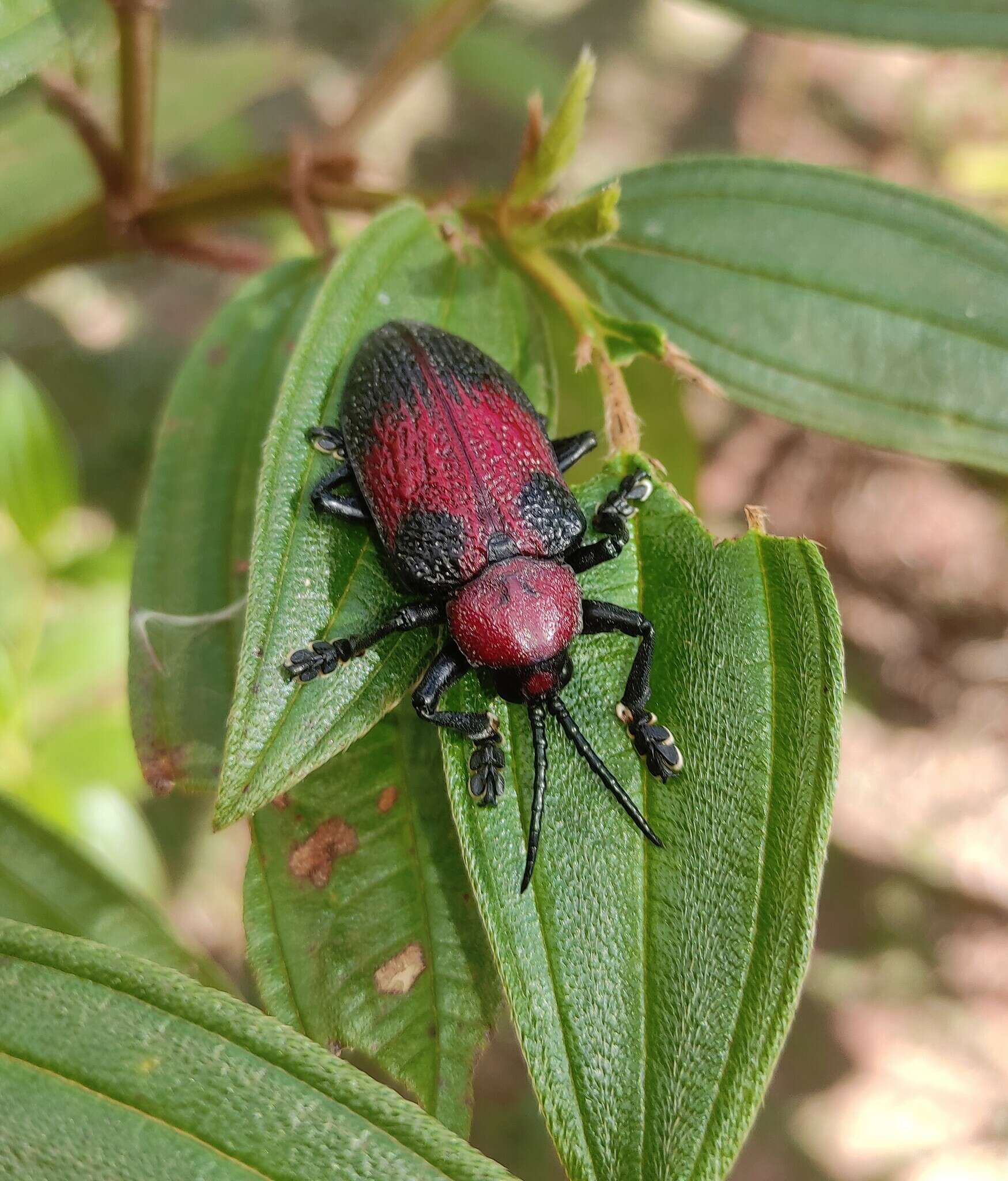 Image of Coraliomela aeneoplagiata (Lucas 1857)