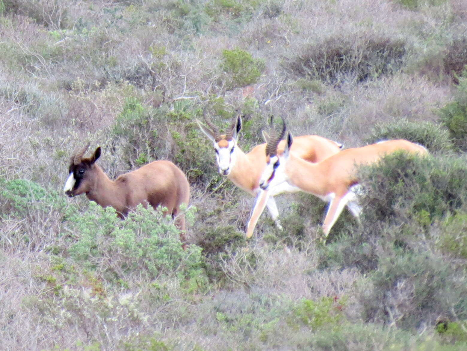 Image of Black Springbok