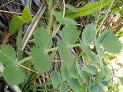 Image of Gingidia grisea Heenan