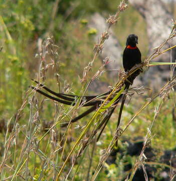 Image of Red-collared Whydah