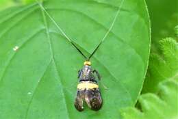 Imagem de Nemophora decisella Walker 1863