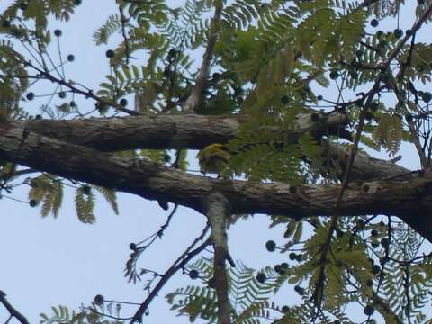 Image of Yellow-browed Tody-Flycatcher