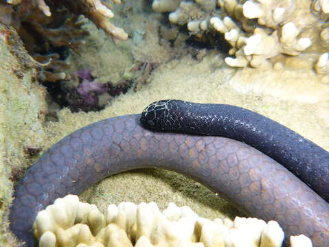 Image of Egg-eating Sea Snake