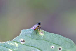 Image of Monochaetoscinella nigricornis (Loew 1863)