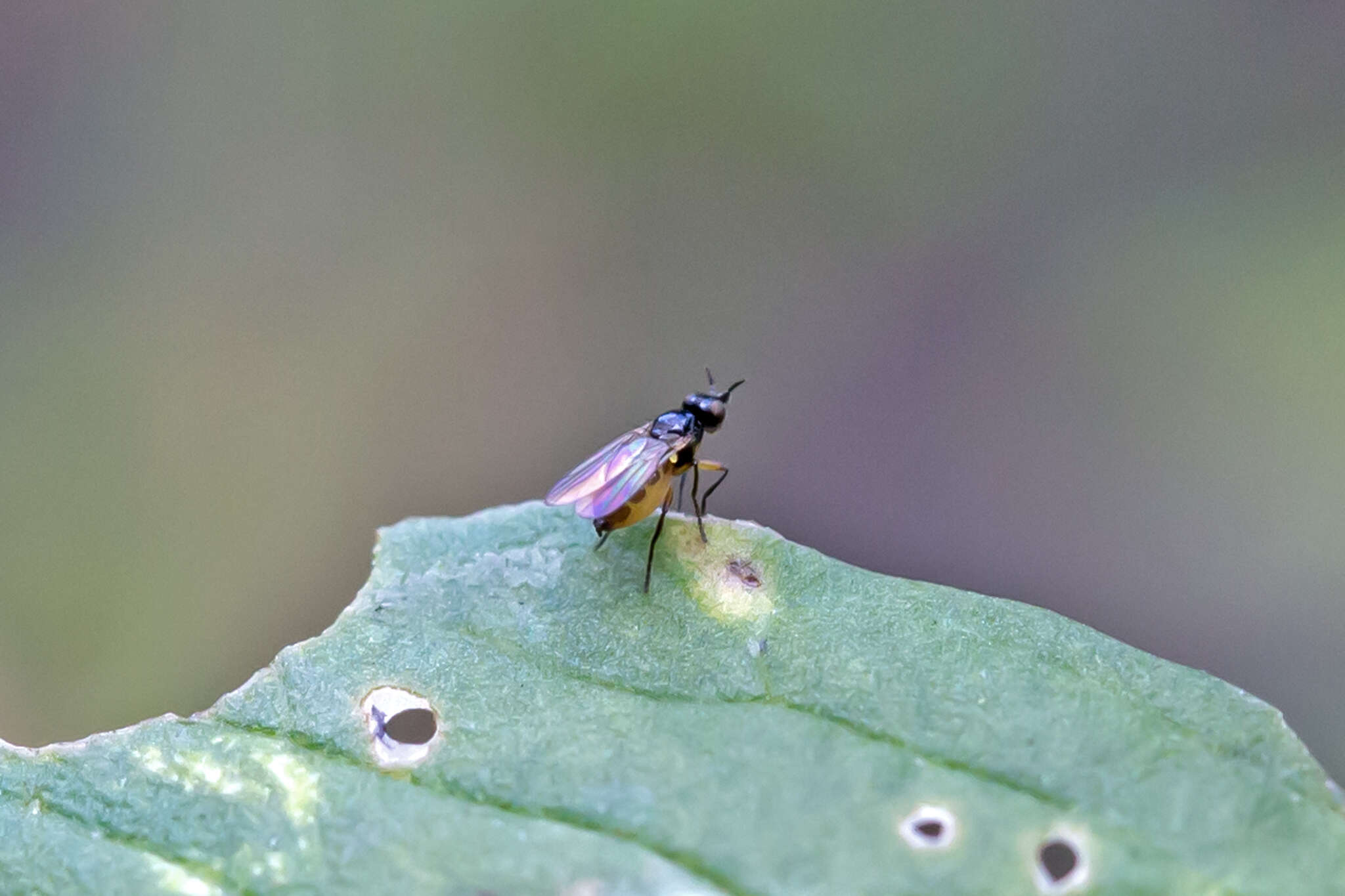 Image of Monochaetoscinella nigricornis (Loew 1863)