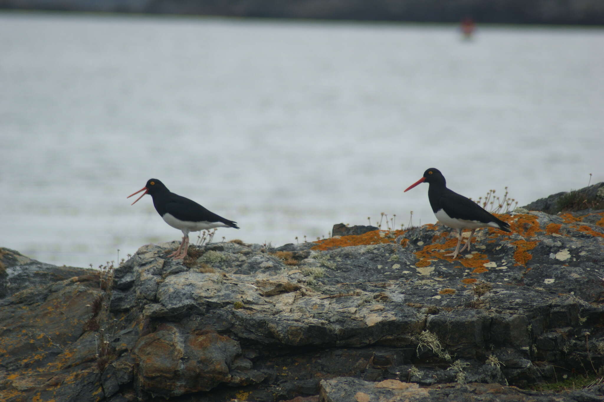 Image of Magellanic Oystercatcher