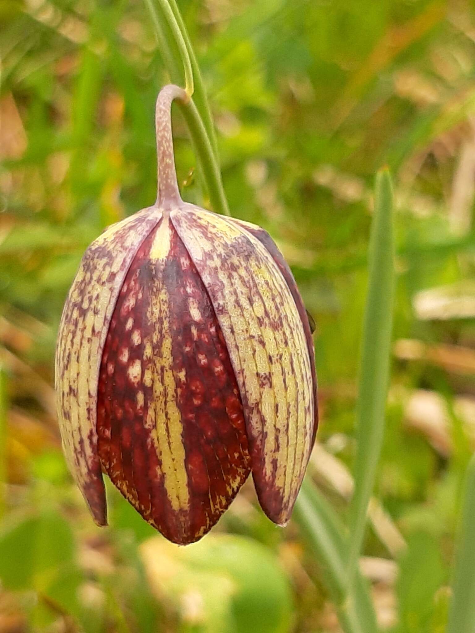 Image of Fritillaria montana Hoppe ex W. D. J. Koch