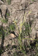 Image of Moraea cantharophila Goldblatt & J. C. Manning