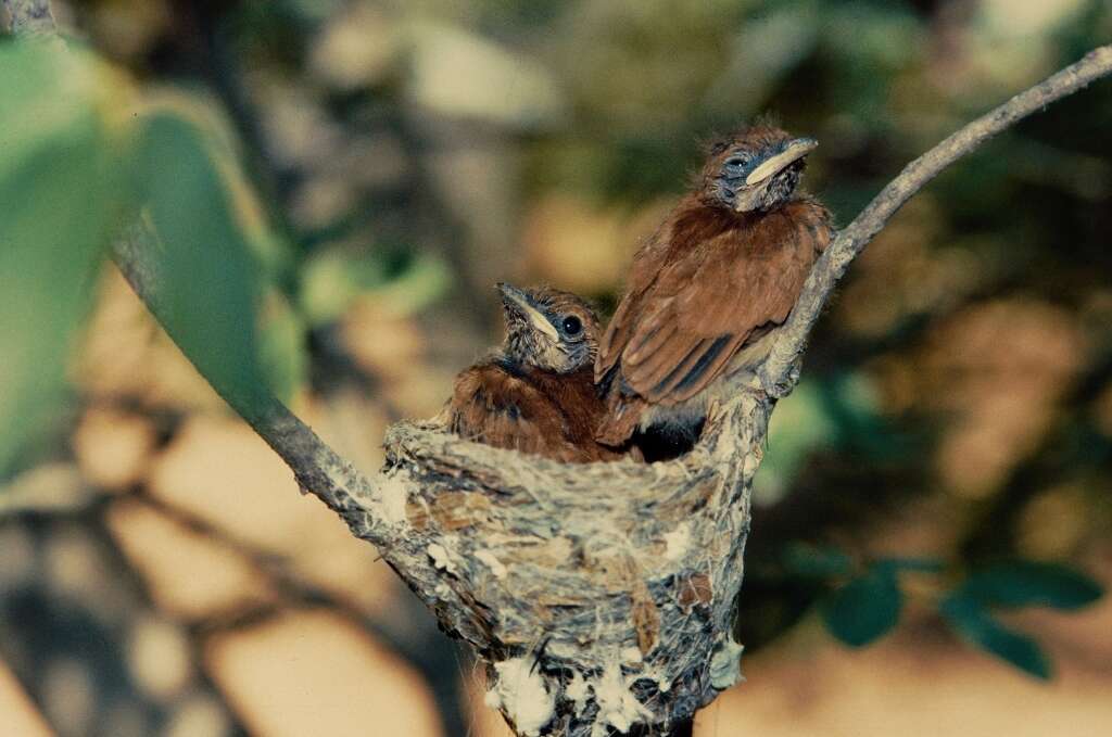 Image of African Paradise Flycatcher