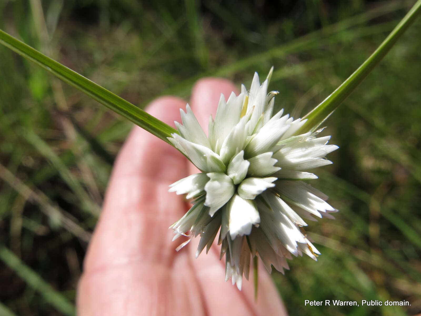 Imagem de Cyperus niveus var. leucocephalus (Kunth) Fosberg