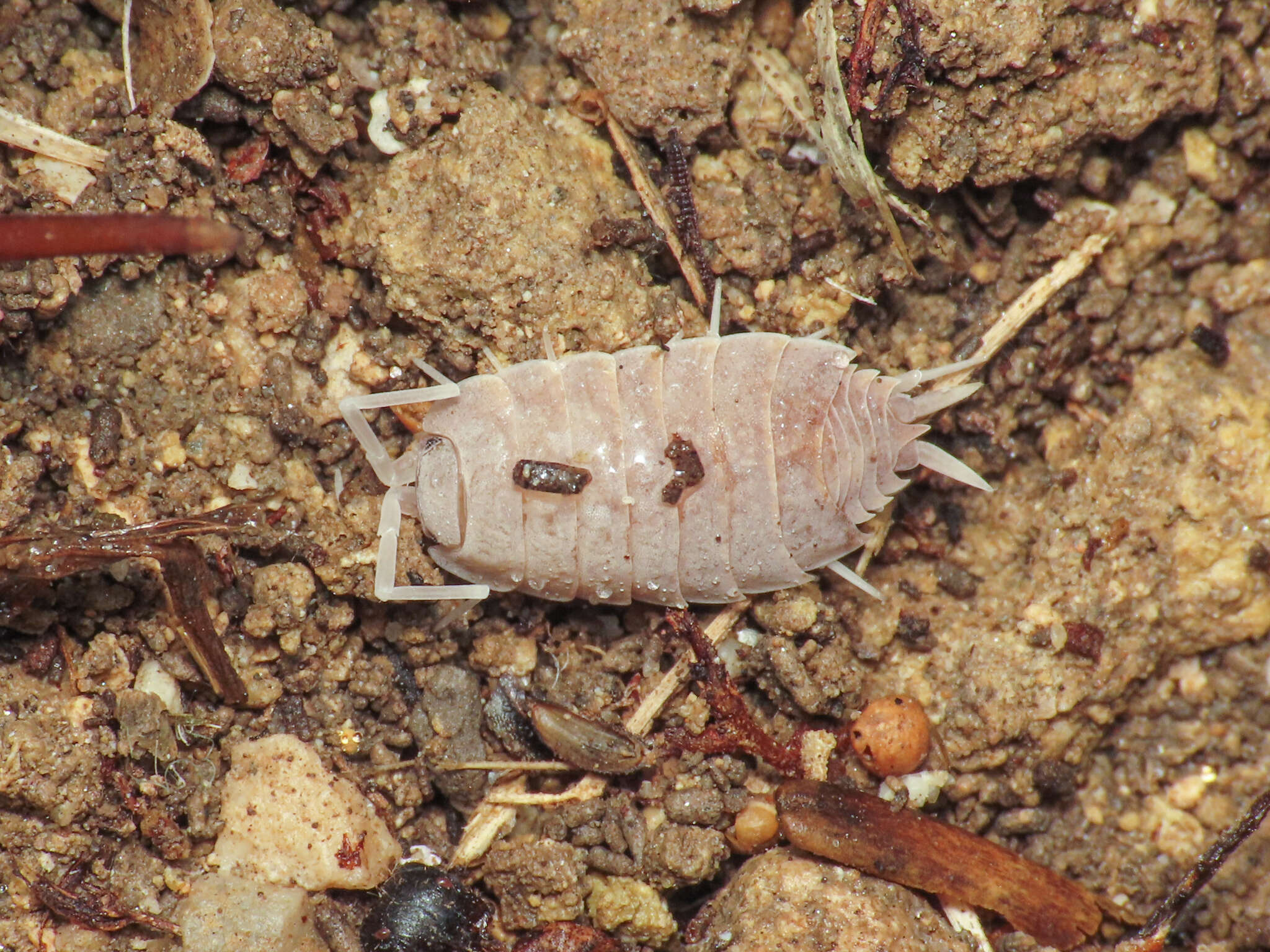 Image of Porcellionides myrmecophilus (Stein 1859)