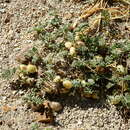 Image of Astragalus vesiculosus Clos