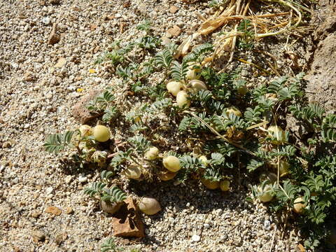 Imagem de Astragalus vesiculosus Clos