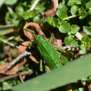 Image of Antandrus viridis (Blanchard & E. 1851)