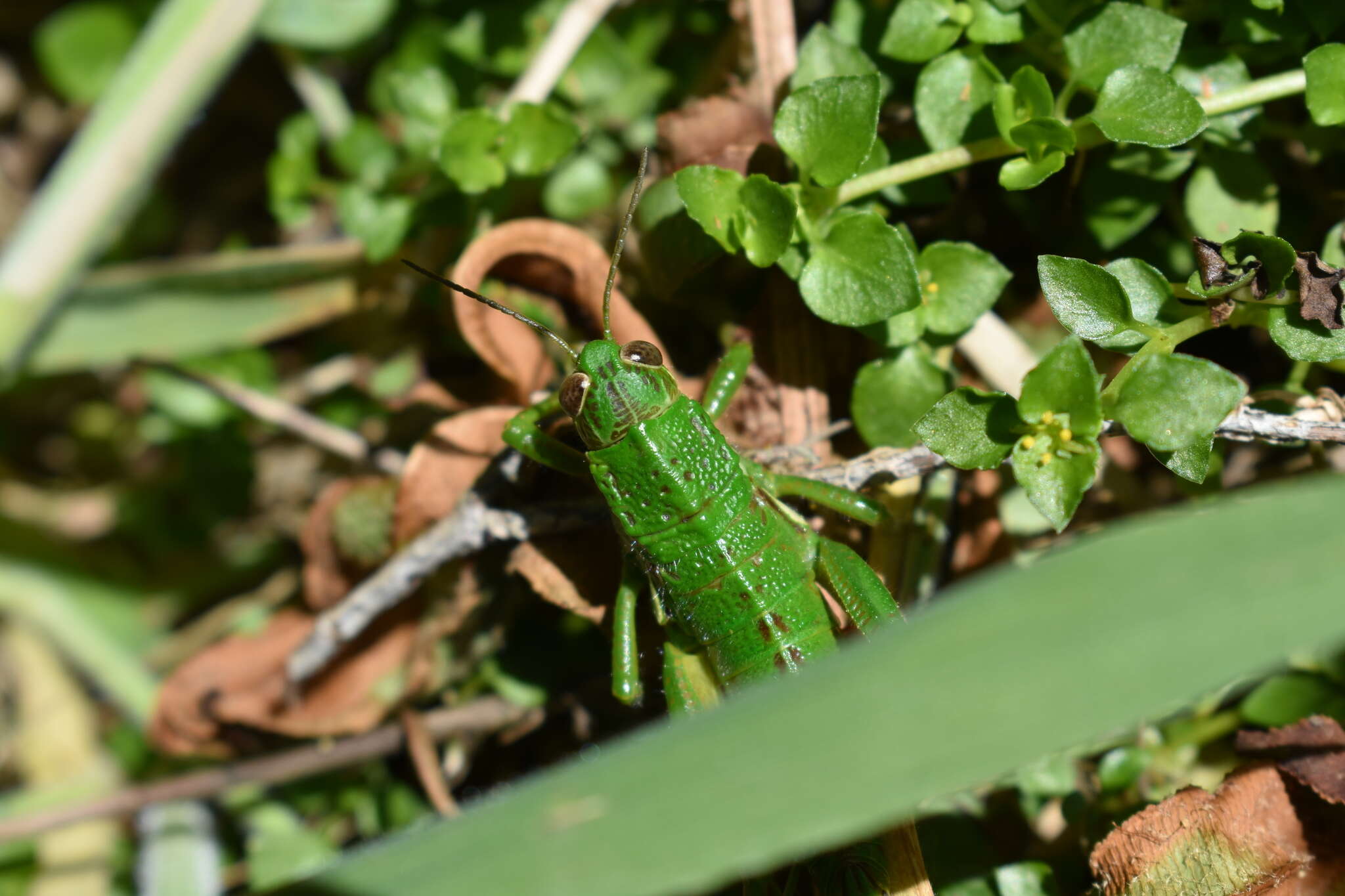 Image of Antandrus viridis (Blanchard & E. 1851)