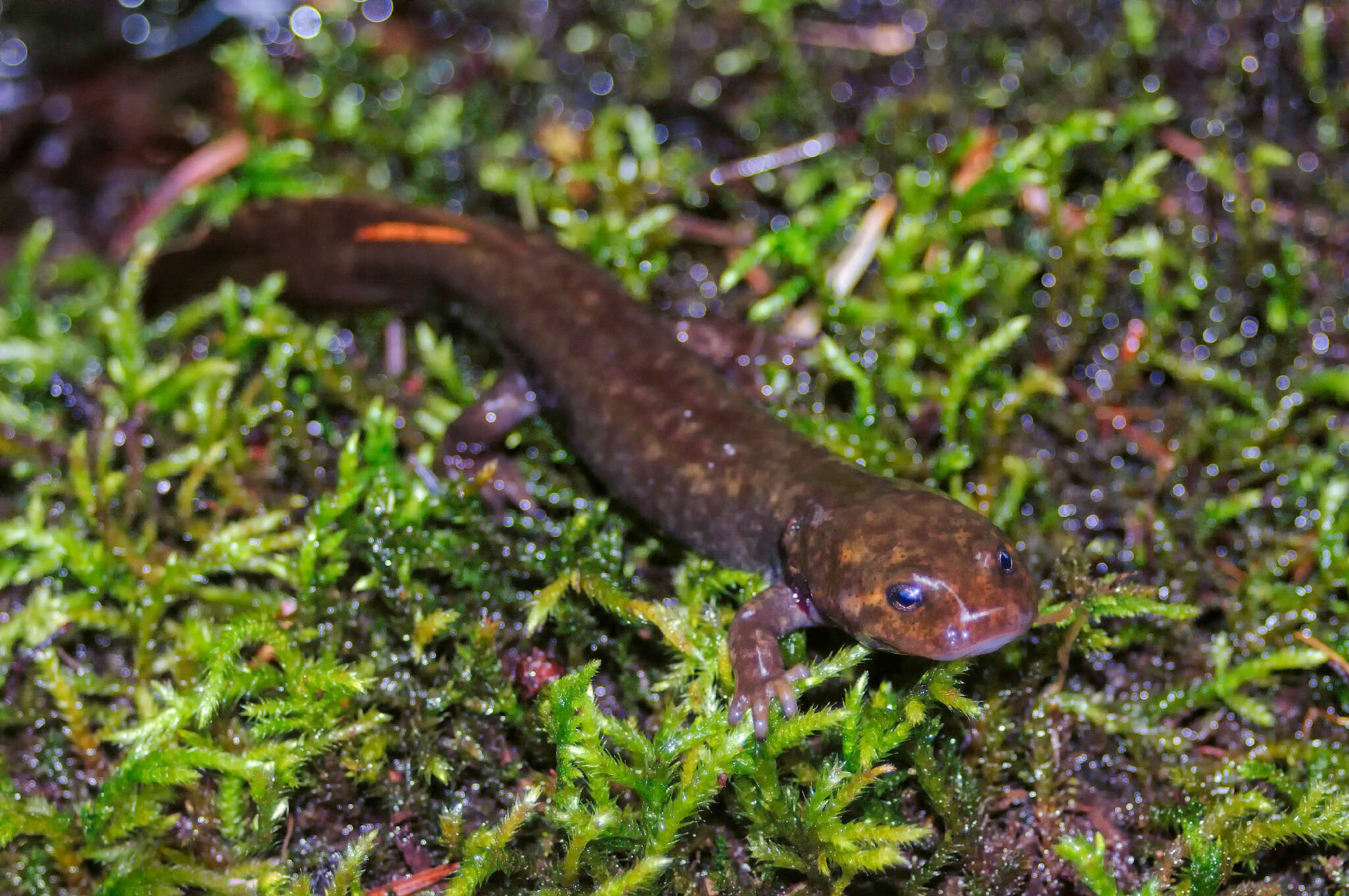 Image de Dicamptodon de l'Idaho
