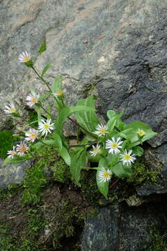 Sivun Erigeron sachalinensis Botsch. kuva