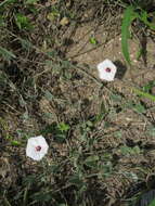 Image de Convolvulus carrii B. L. Turner