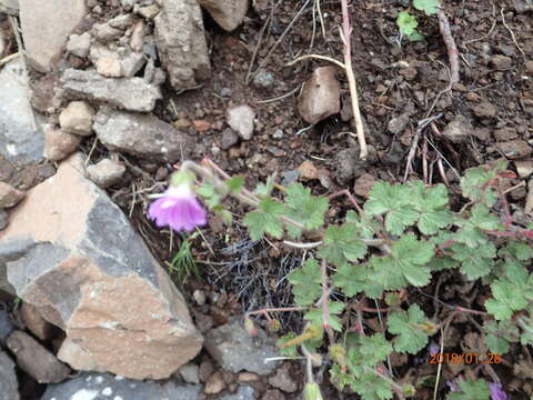 Image of Geranium schlechteri R. Knuth ex Engl.