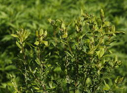 Image of willowleaf meadowsweet