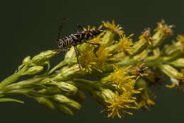 Megacyllene acuta (Germar 1821)的圖片