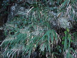 Image of Arundo formosana Hack.