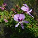 Image of Pelargonium hermaniifolium (Berg.) Jacq.