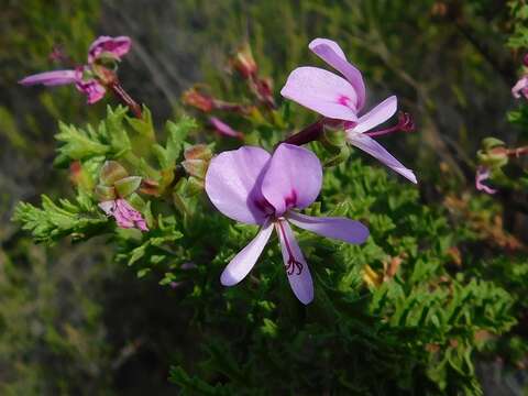 Image of Pelargonium hermaniifolium (Berg.) Jacq.