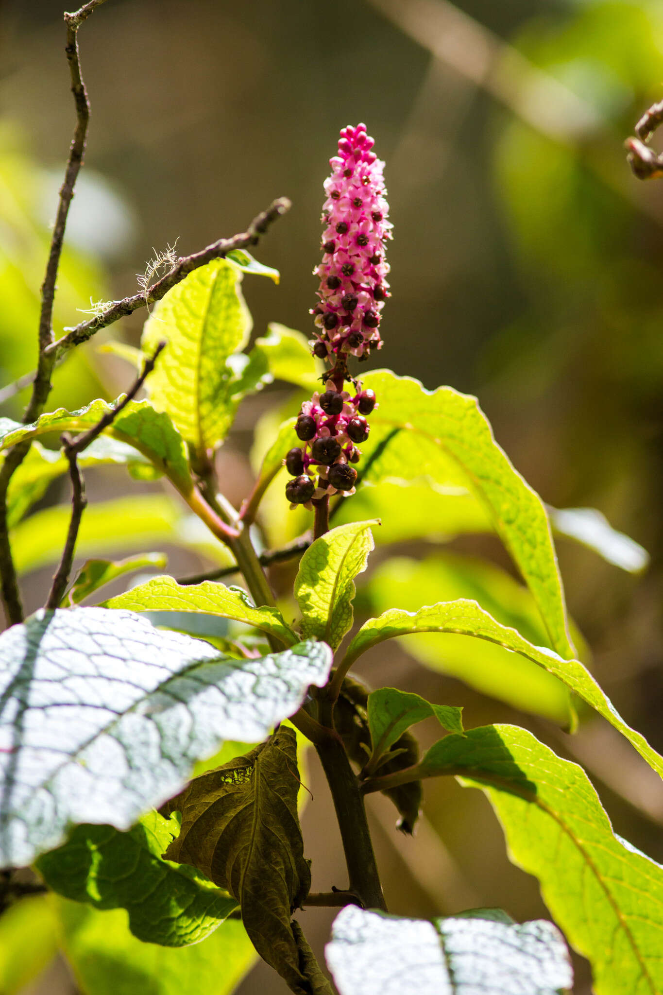 Image of Hawai'i pokeweed