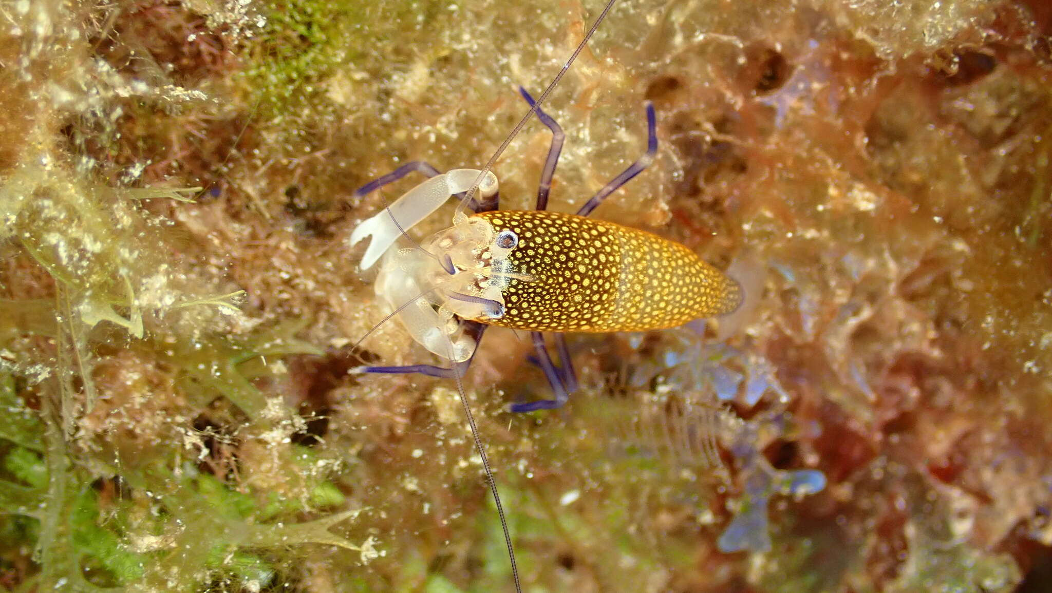 Image of golden-spotted shrimp