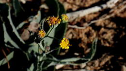 Image de Othonna macrophylla DC.