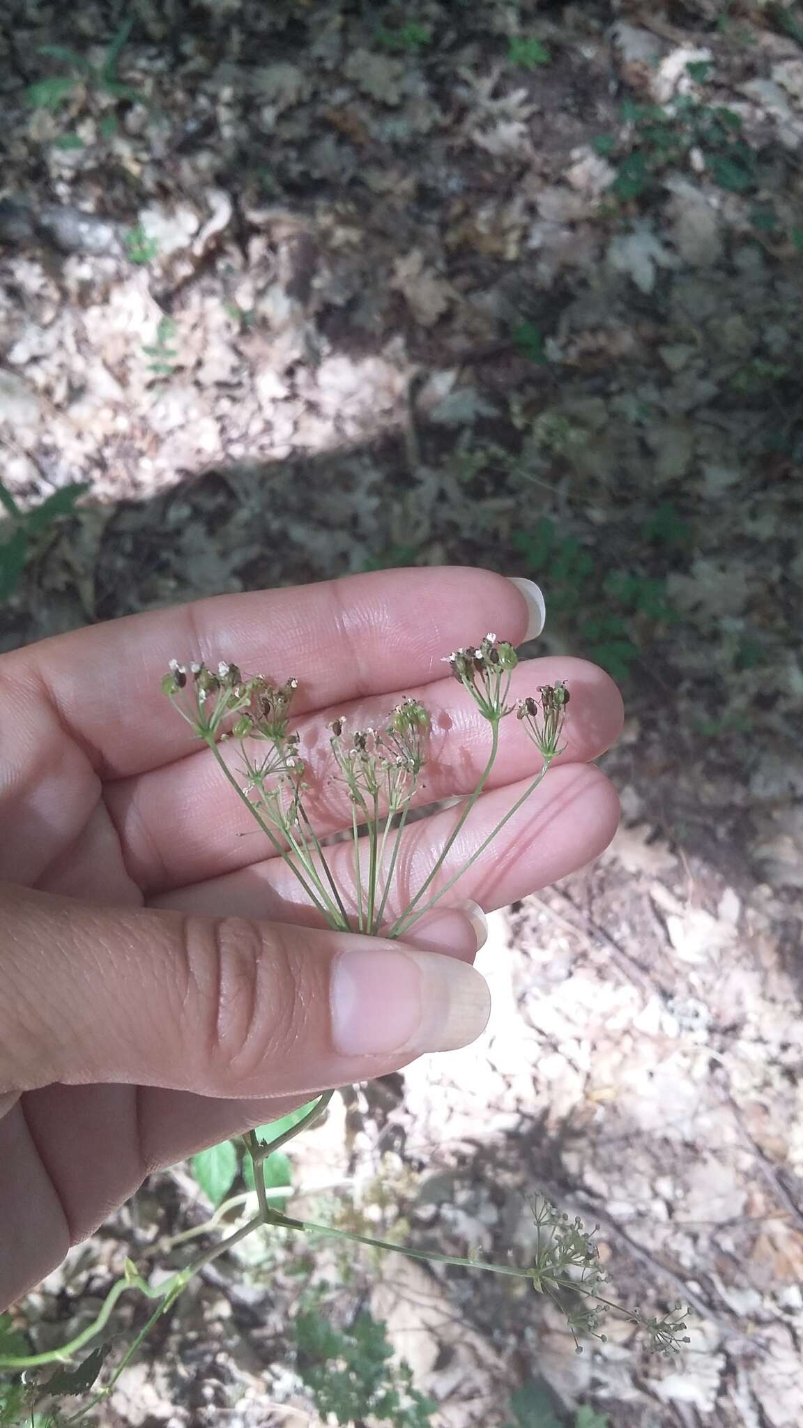 Image of Physospermum cornubiense (L.) DC.