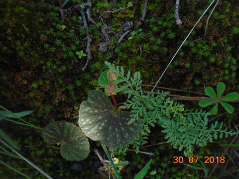 Image of Begonia tapatia Burt-Utley & McVaugh