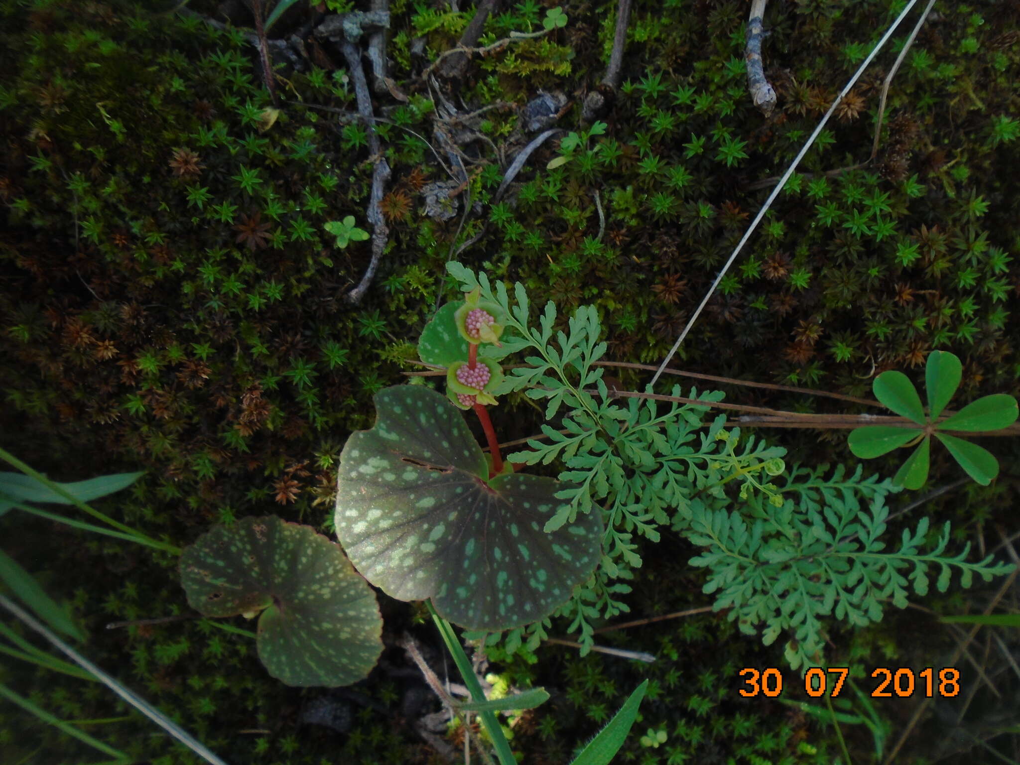 Image of Begonia tapatia Burt-Utley & McVaugh