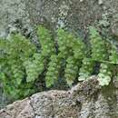 Image of Woodsia manchuriensis Hook.