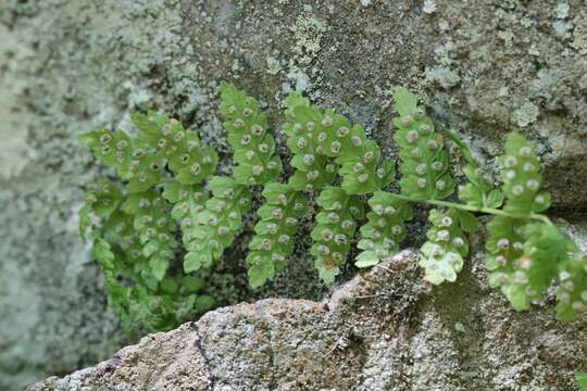 Image of Woodsia manchuriensis Hook.