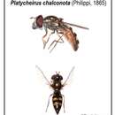 Image of Platycheirus chalconota (Philippi 1865)
