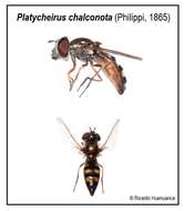 Image of Platycheirus chalconota (Philippi 1865)