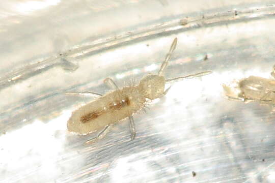 Image of Springtail