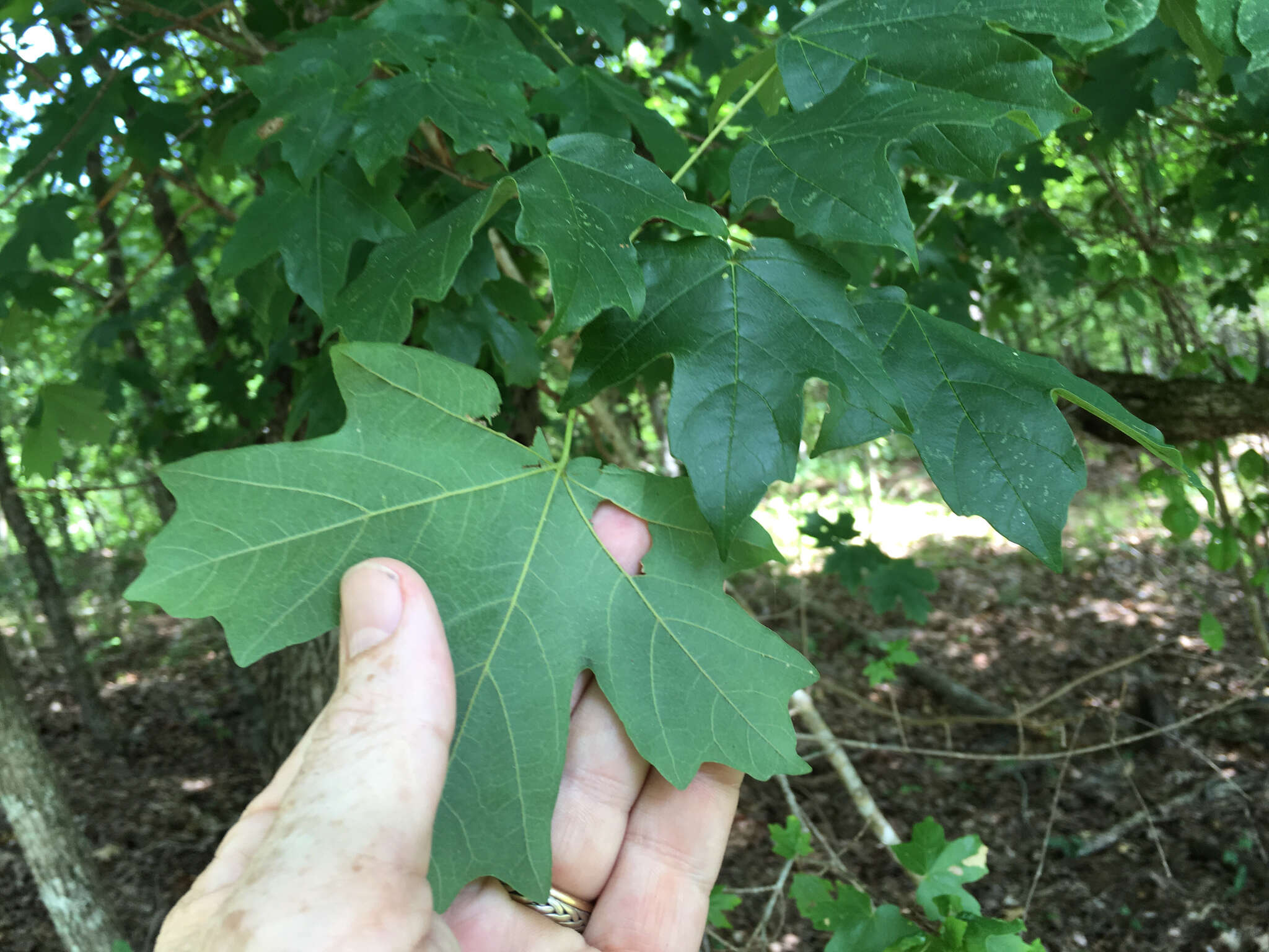 Image of Florida maple