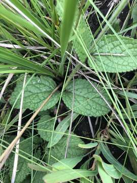 Image of Stachys simplex Schltr.