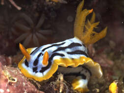 Image of Chromodoris strigata Rudman 1982