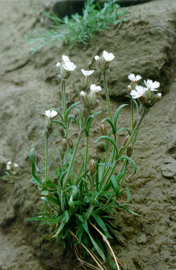 Слика од Silene ostenfeldii (A. E. Porsild) J. K. Morton