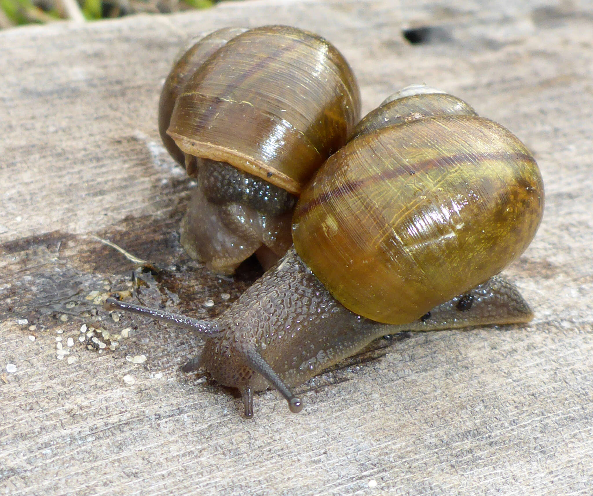 Image of <i>Helminthoglypta californiensis</i> (I. Lea 1838)