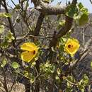 Hibiscus diriffan A. G. Mill. resmi